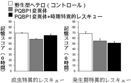 ポリグルタミン病の認知障害の分子メカニズムを解明 認知症の治療開発に期待