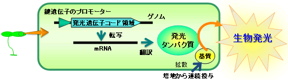 図２