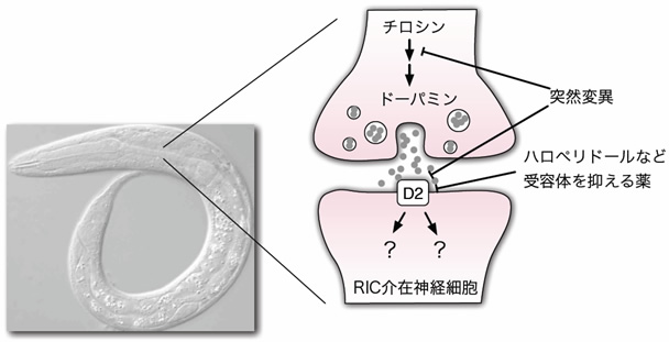 図２