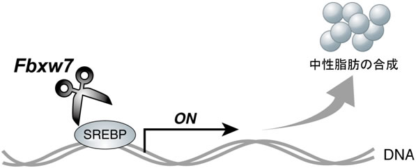図３