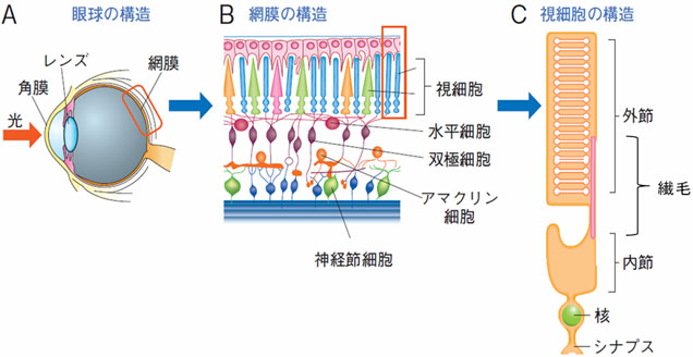 図１