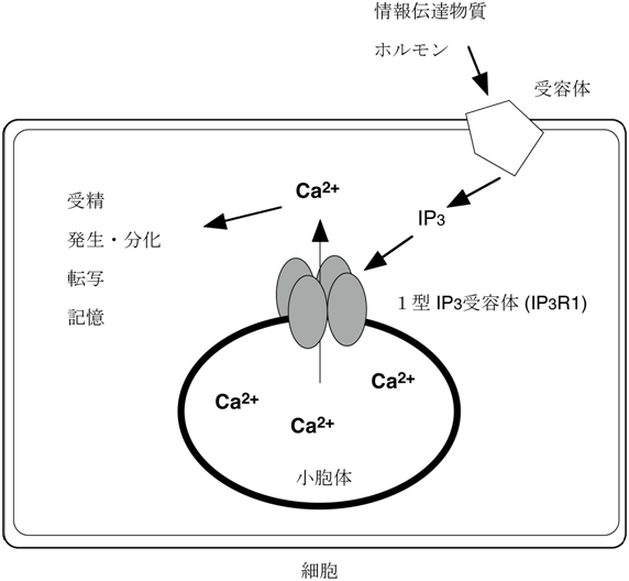 図１