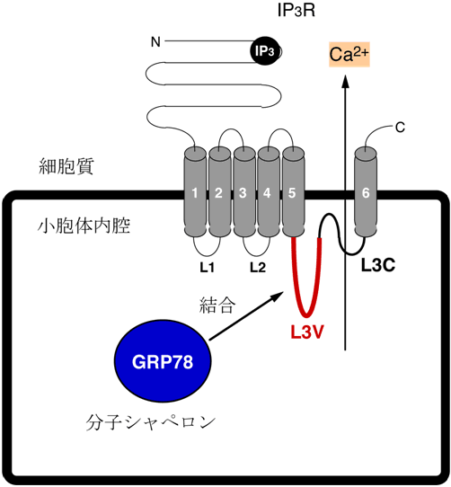 図３