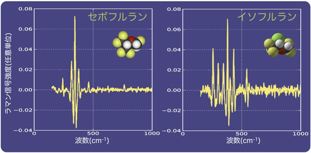 生きた神経細胞内で麻酔ガスの分子を検出することに成功