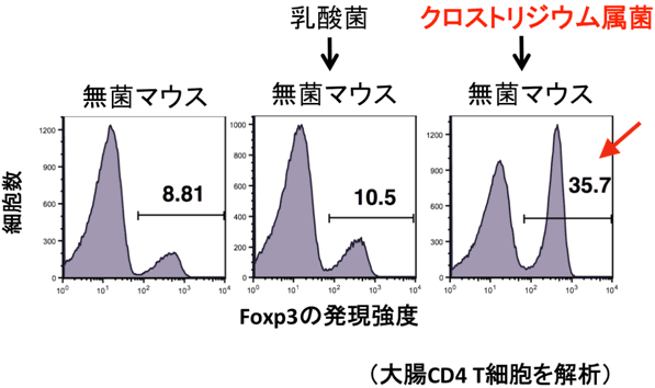 図２