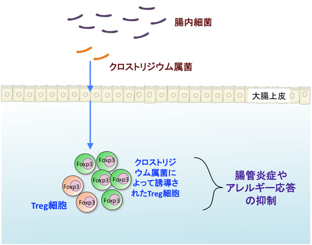 図３