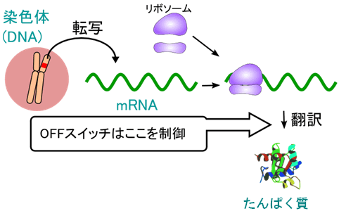 図１