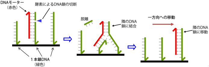 図１