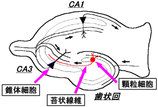 図１