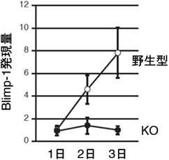 図２