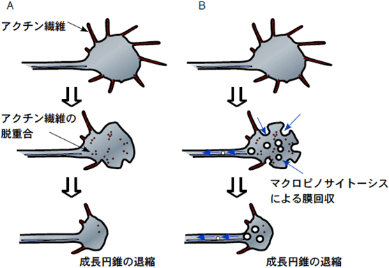 図６