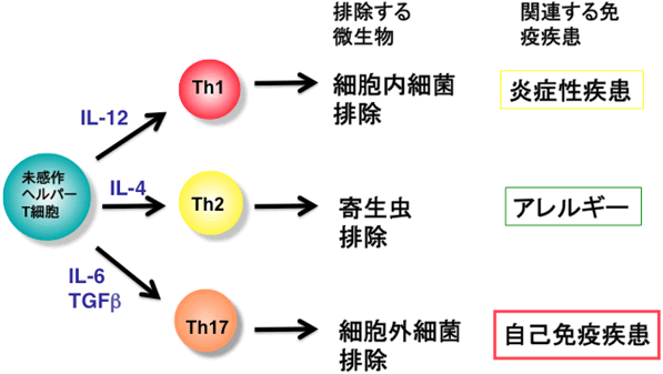 図１