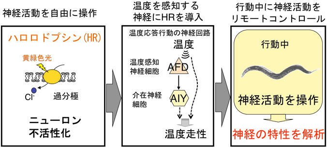 図２