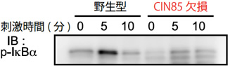 図３