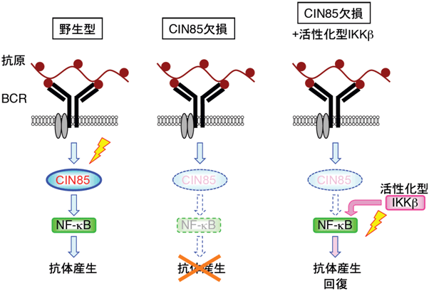 図５