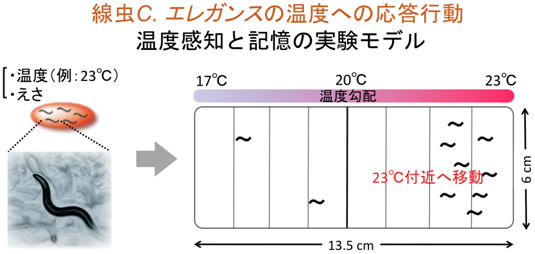 エストロゲンで温度記憶を制御する線虫の温度感知システムを発見（温度感知と記憶の仕組みの解明に大きく前進）