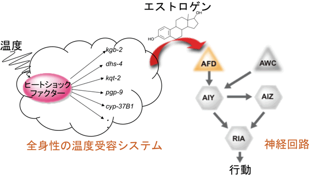 図４