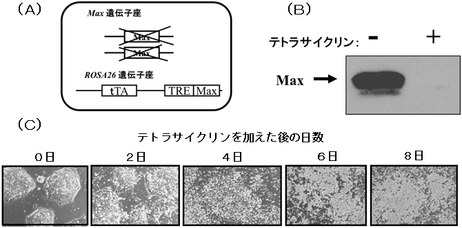 図１