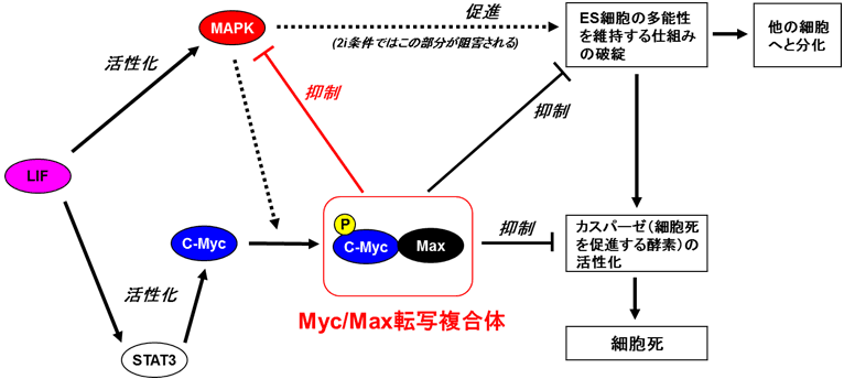 図５