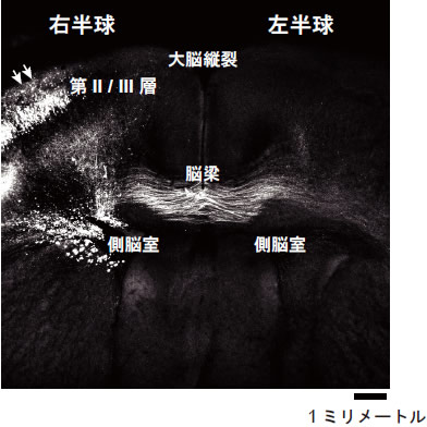 図６