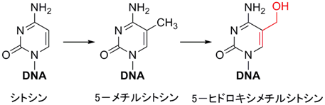 補足説明図：シトシン、5-メチルシトシン、5-ヒドロキシメチルシトシン、アリルアルコール