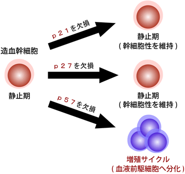 図３