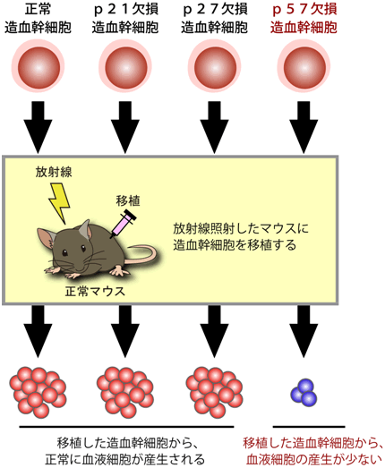 図４