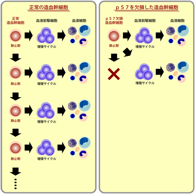 図５