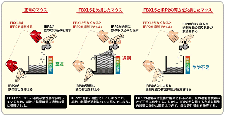 図４