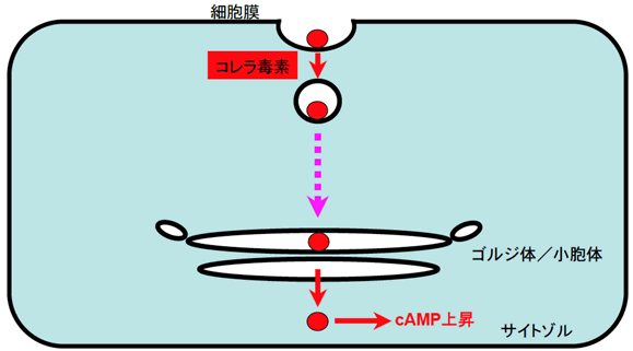 図１