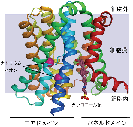 図２