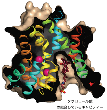 図３