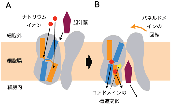 図４