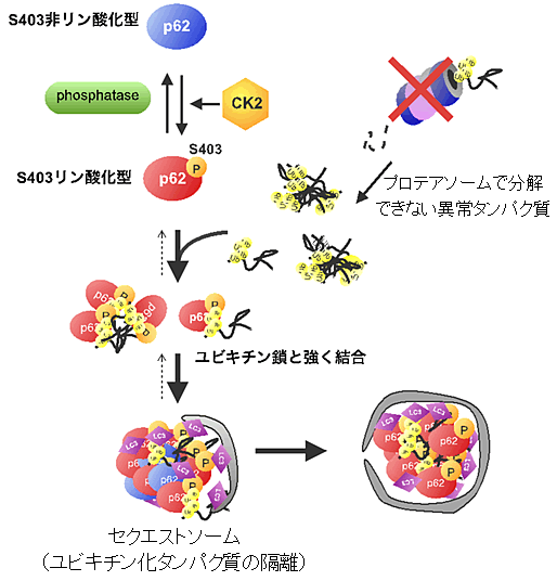 図５