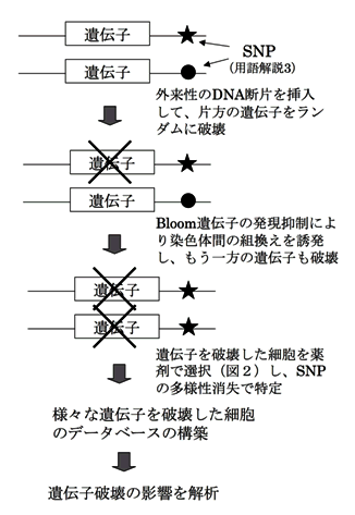 図１