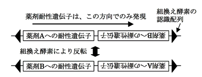 遺伝子破壊