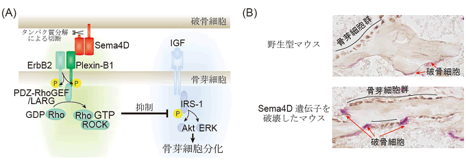 図２