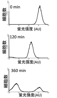 図４