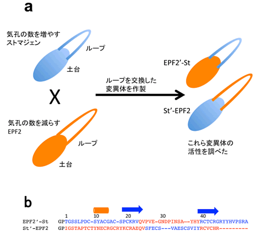 図３