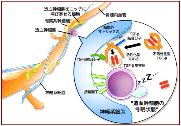 図２