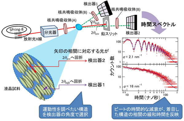 生体中での分子の運動性の解明へ期待核共鳴散乱法による両親媒性液晶の小角および広角準弾性散乱測定