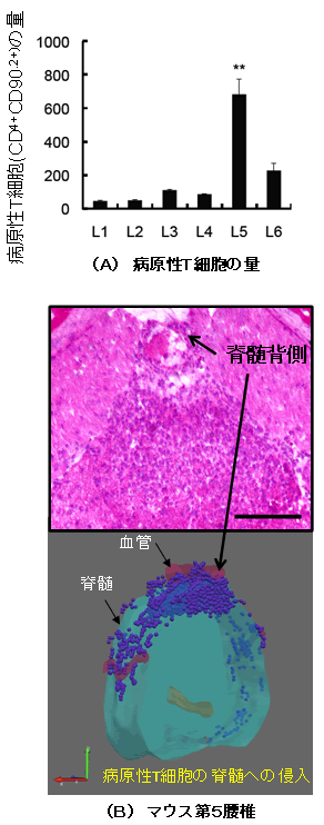 図１