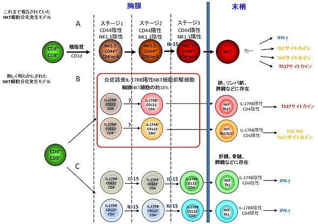 図２