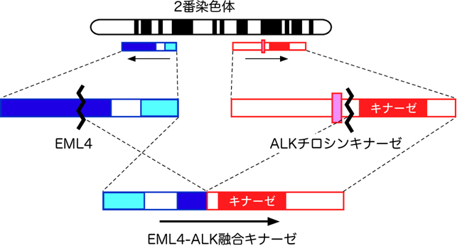 図１