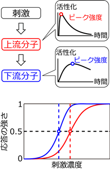 図１