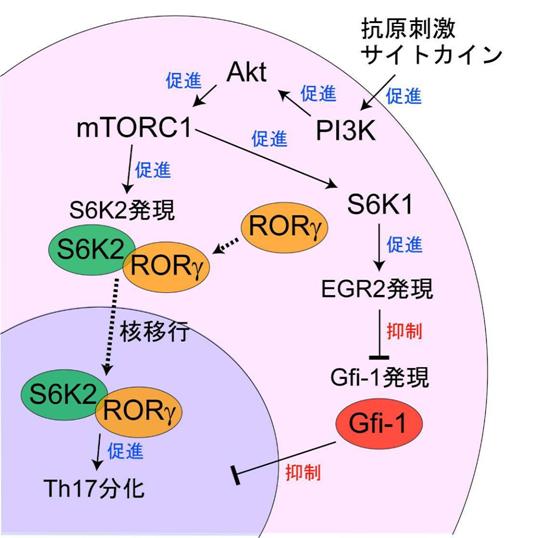 図５