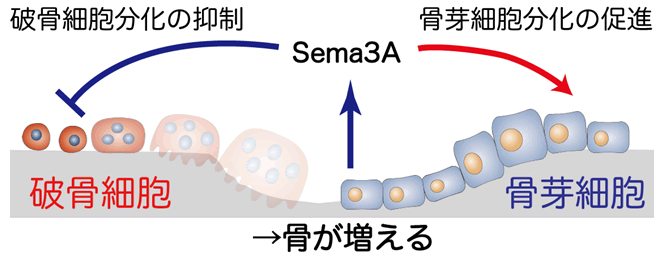 図１