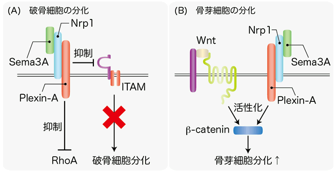 図２