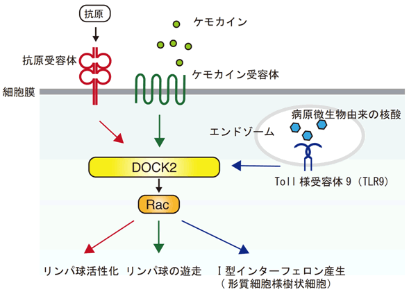 図１