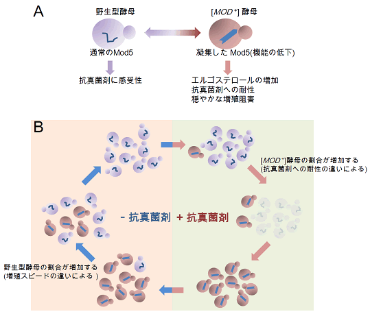 図４